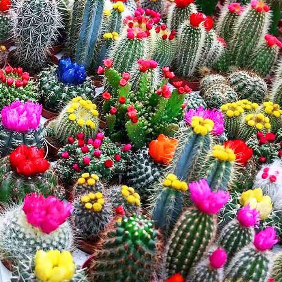 Семена цветы кактусы элита смесь