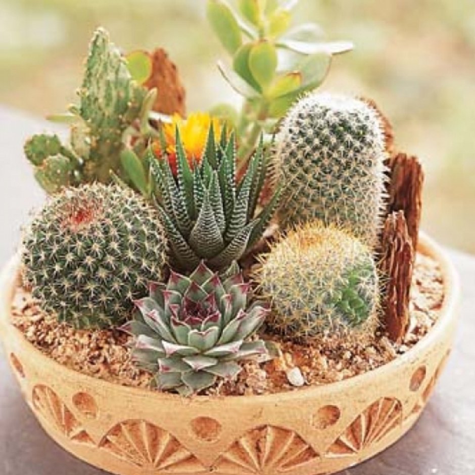 Кактус опунция суккулент