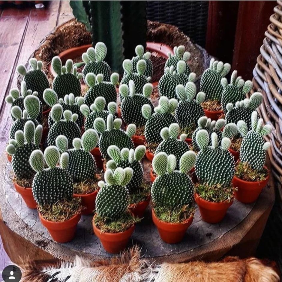 Кактус суккулент четырехгранный