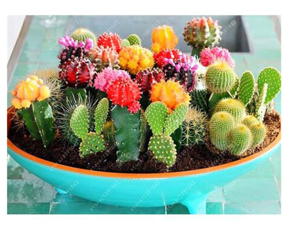 Кактус Рейнбоу микс