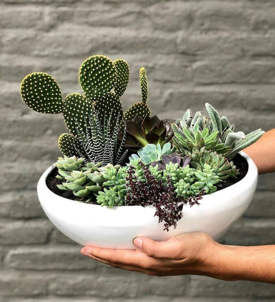 Кактус опунция суккулент