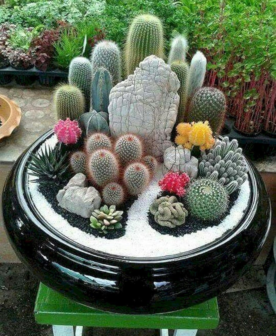 Кактусы в горшках композиции
