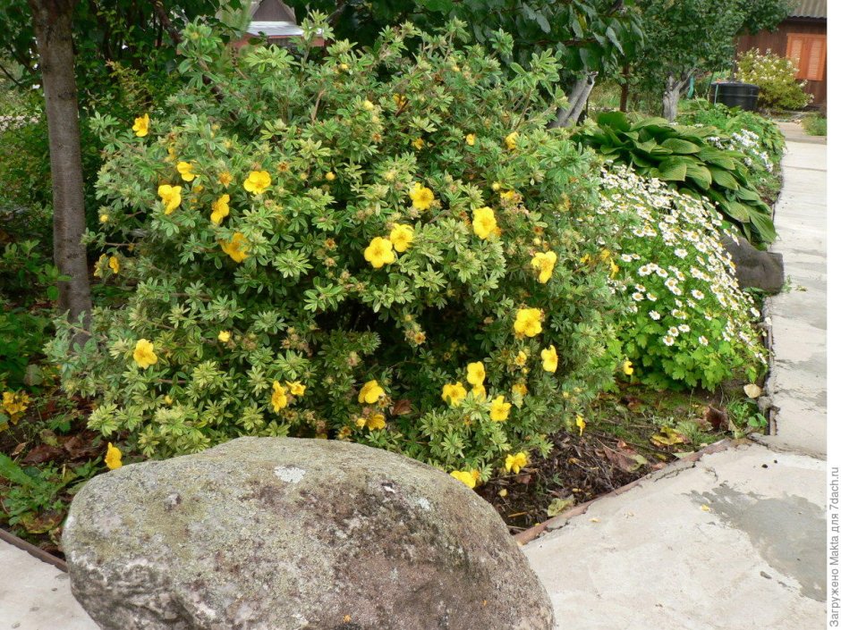 Лапчатка кустарниковая на дачном участке