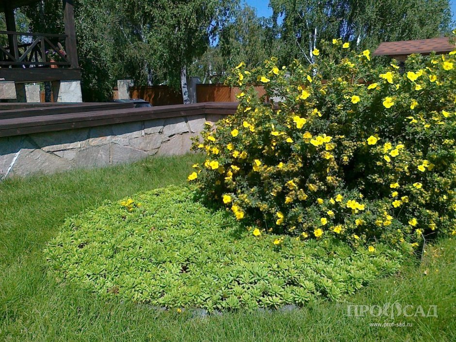 Лапчатка кустарниковая Живая изгородь