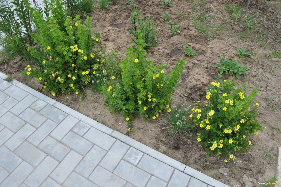 Лапчатка на клумбе