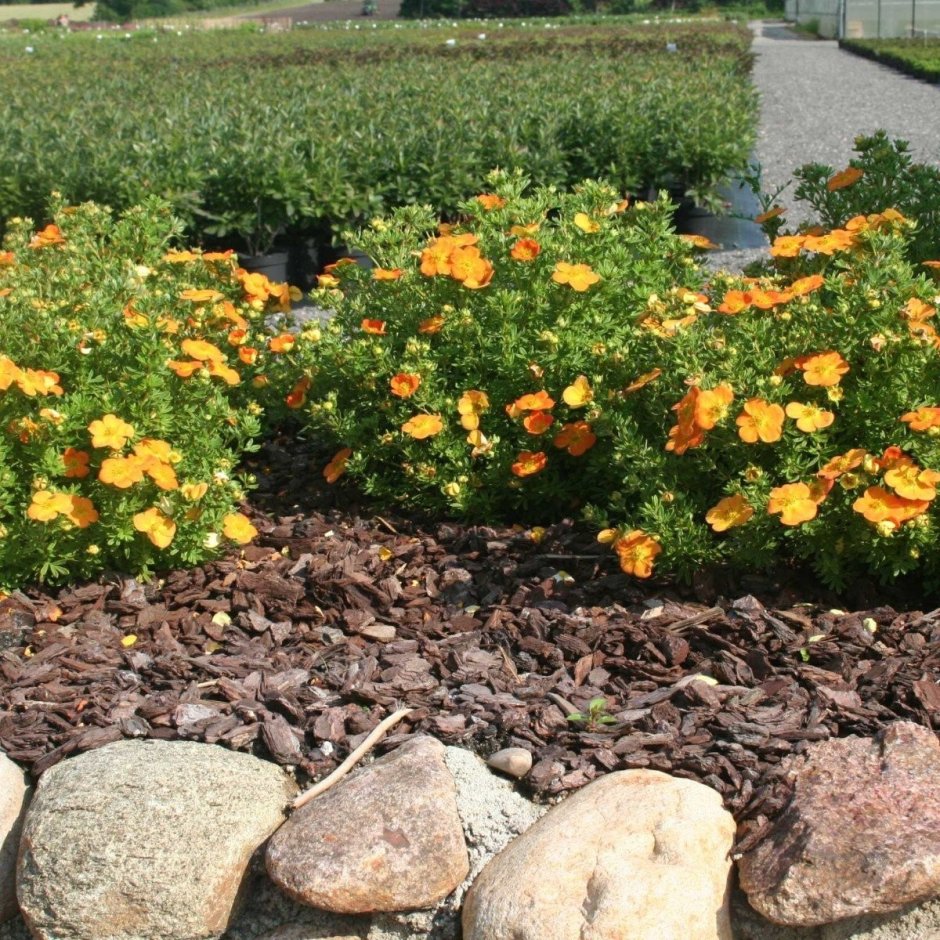 Живая изгородь лапчатки кустарниковой Голдфингер