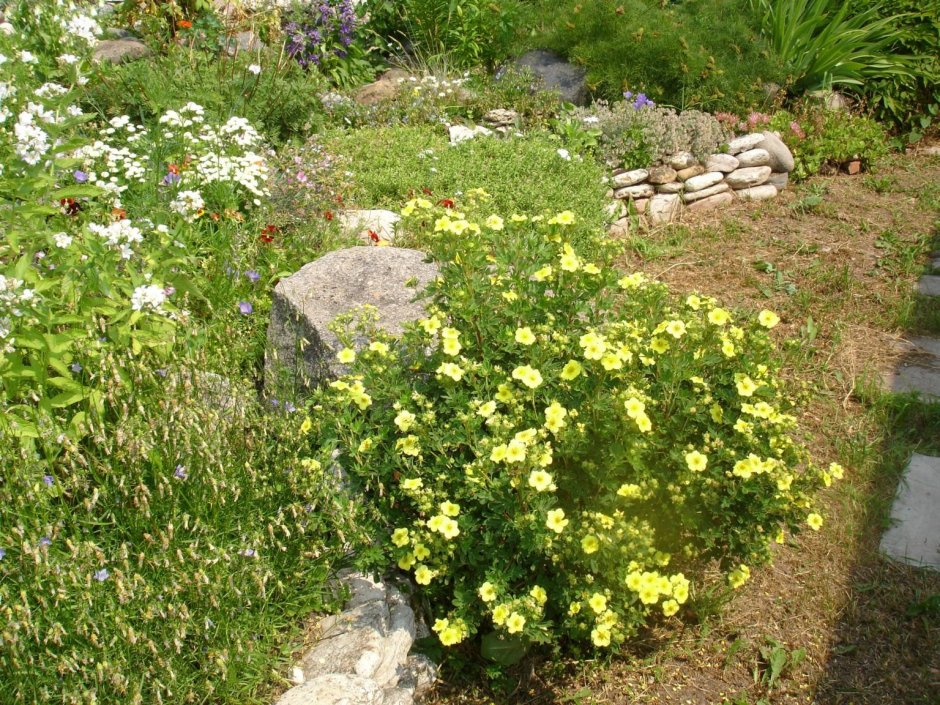 Клумбы с баданом и спиреей