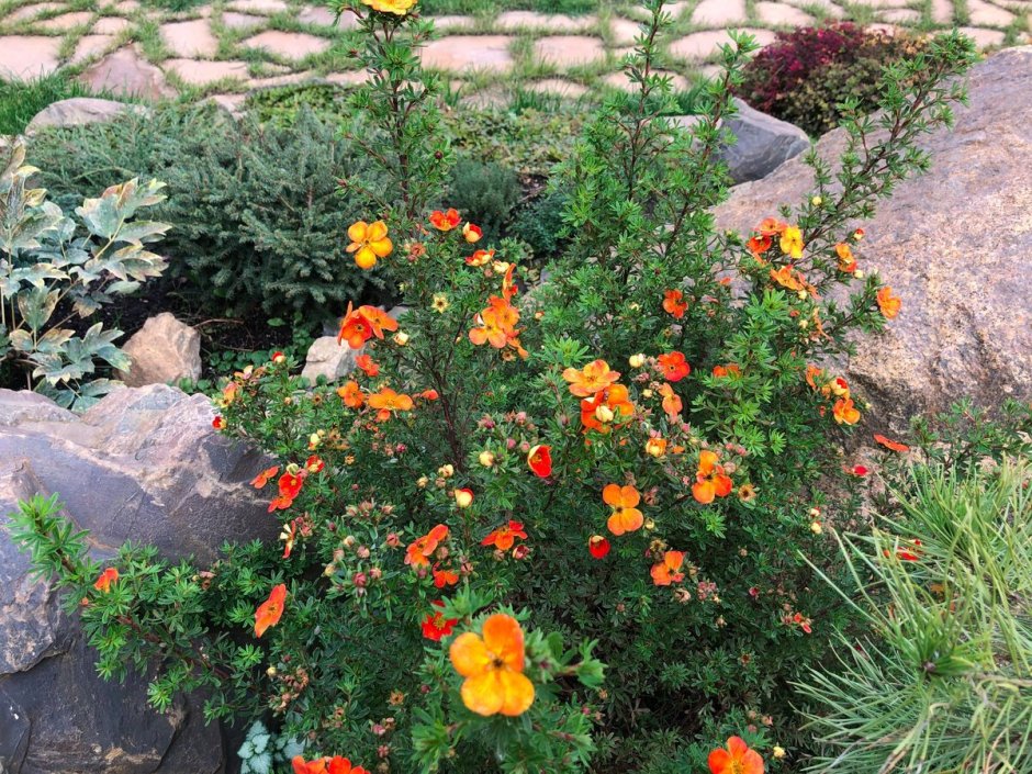 Лапчатка Еллоу Берд