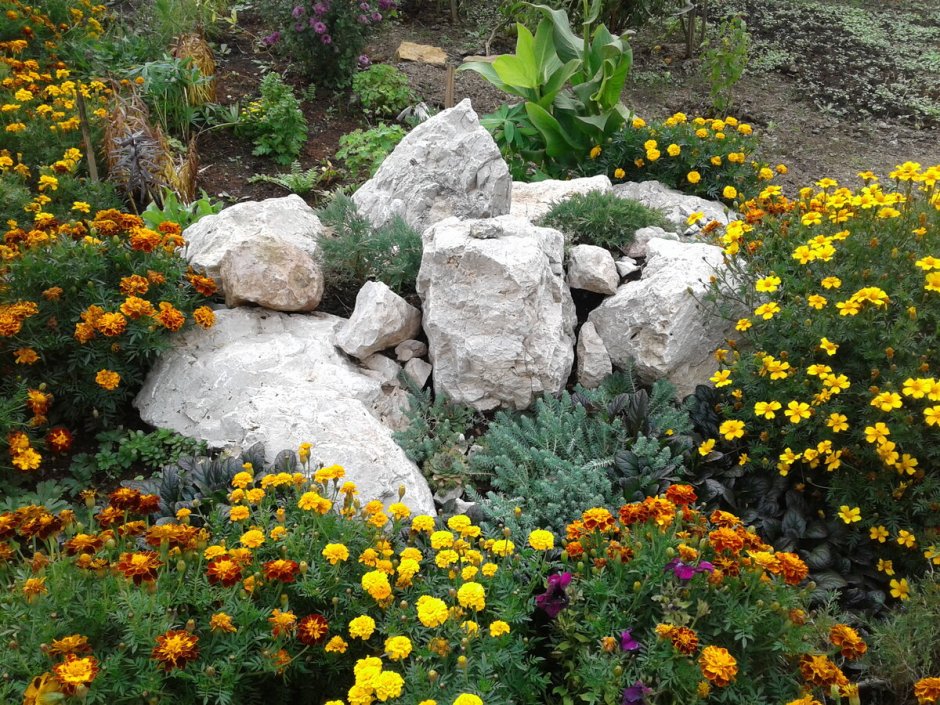 Лапчатка и хвойные в ландшафтном дизайне