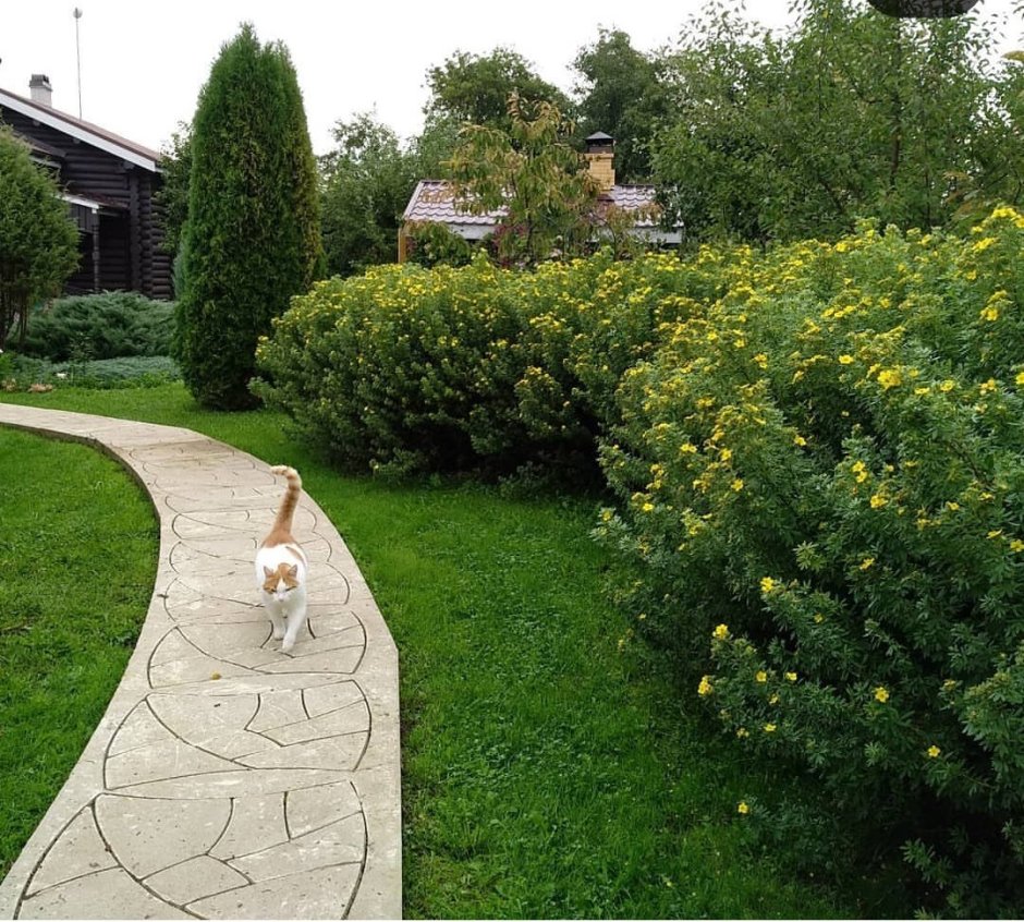 Барбарис Тунберга в ландшафте