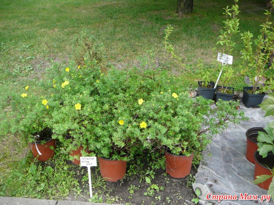 Клумба с лапчаткой кустарниковой