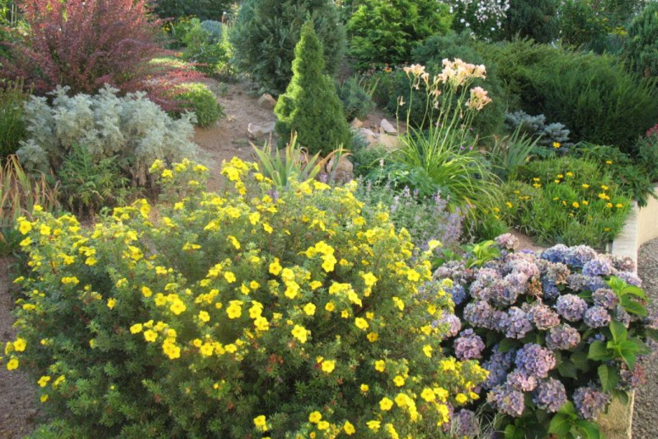 Клумба с лапчаткой кустарниковой