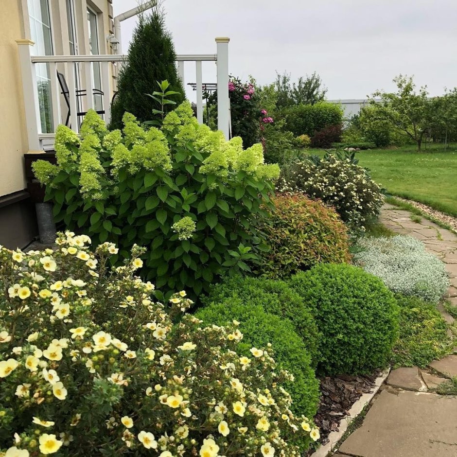 Спирея Голдфлейм