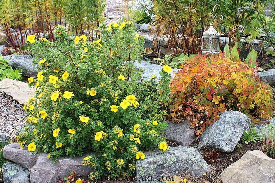 Лапчатка кустарниковая Голдтеппич