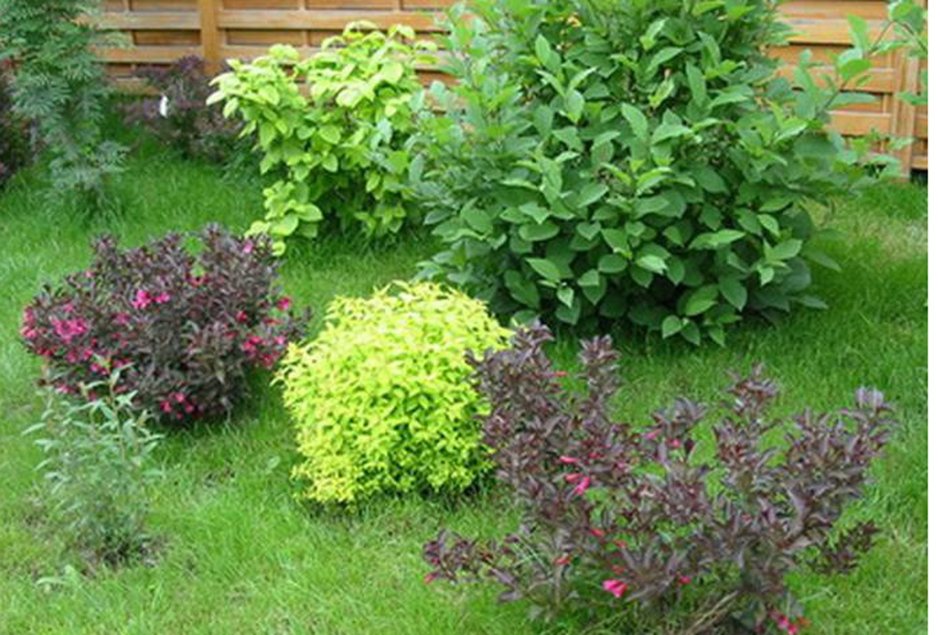 Койсман цветники