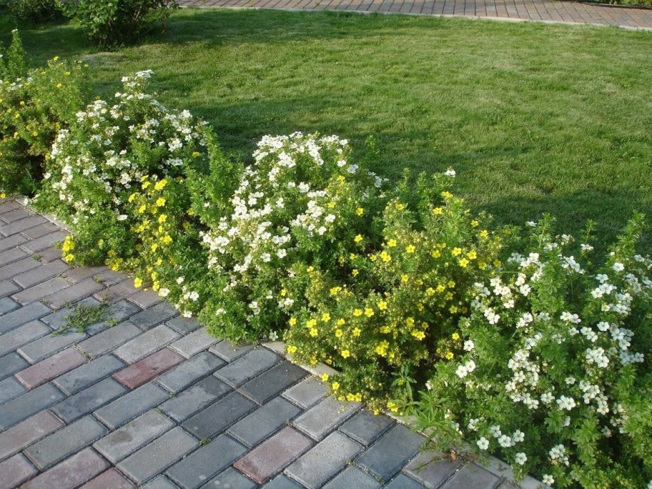 Лапчатка кустарниковая бордюр