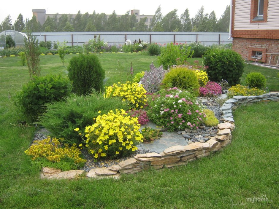 Лапчатка на клумбе