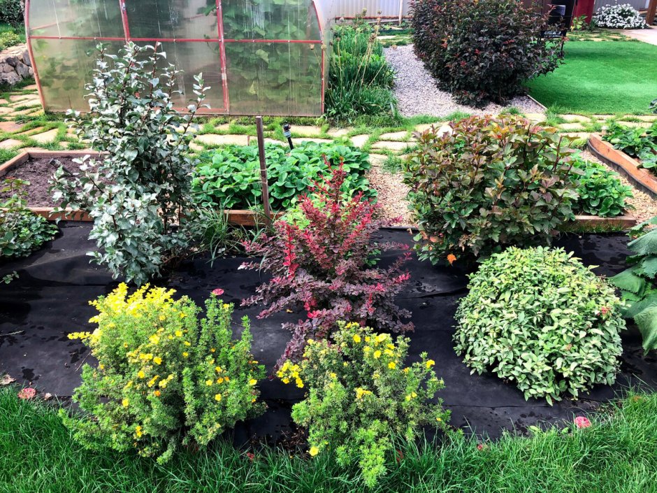 Можжевельник казацкий в рокарии