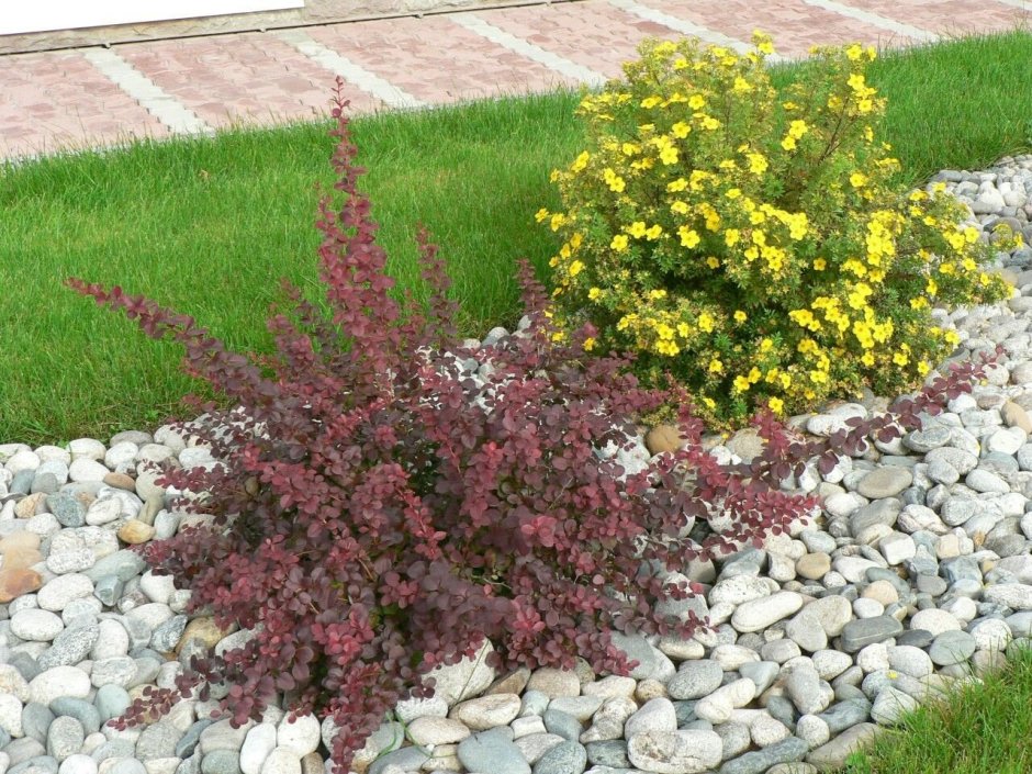 Лаймлайт можжевельник