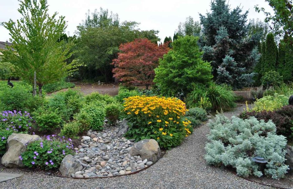 Лапчатка на клумбе