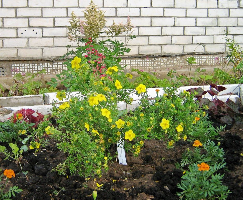 Лапчатка кустарниковая Живая изгородь