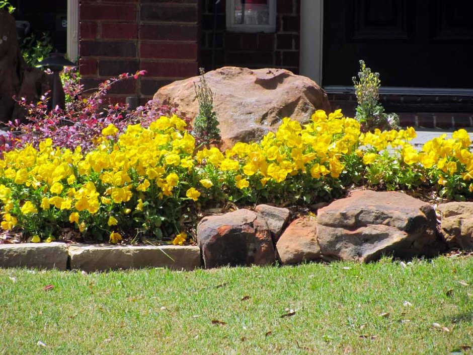 Лапчатка в цветнике