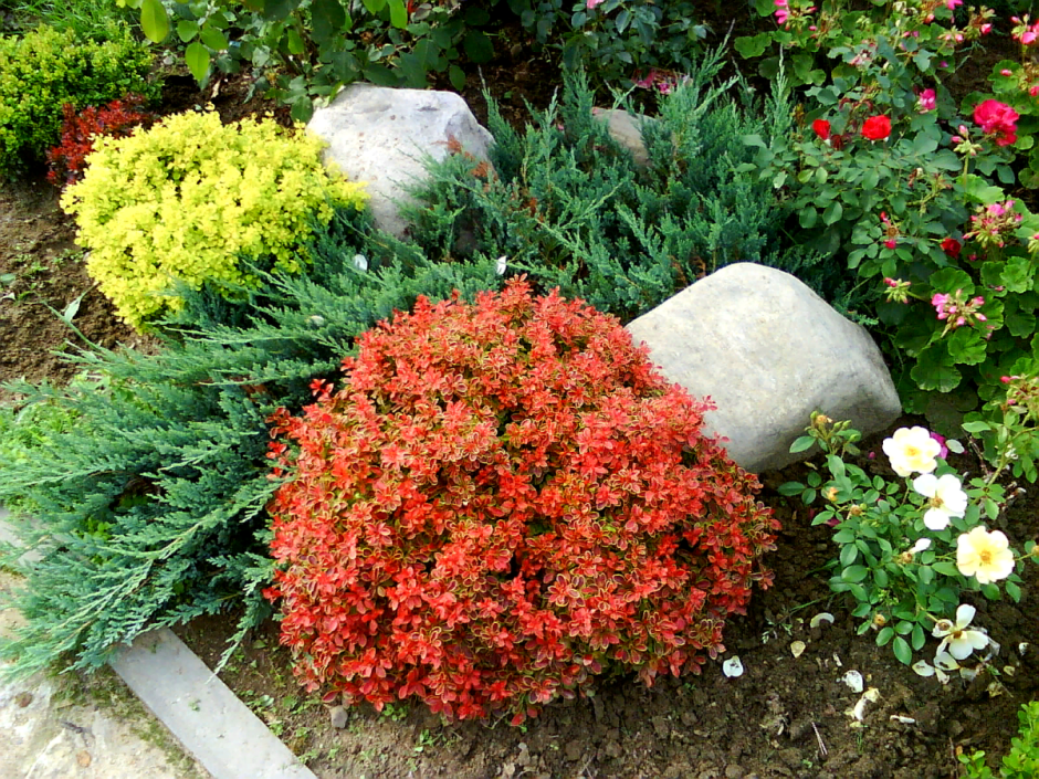 Лапчатка кустарниковая Red Ace