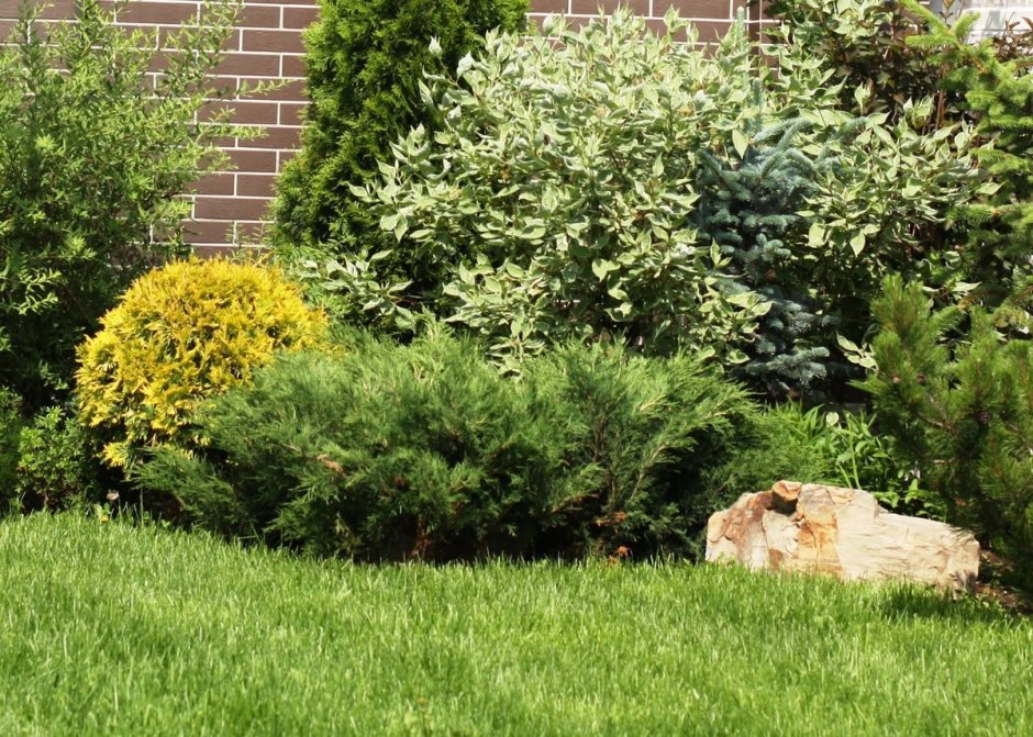 Барбарис, спирея, лапчатка