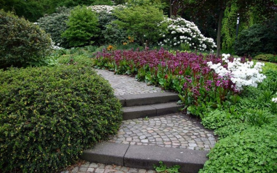 Лапчатка на клумбе