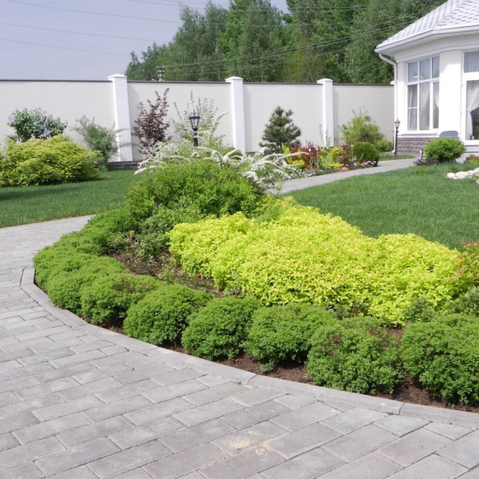 Лапчатка кустарниковая и розы