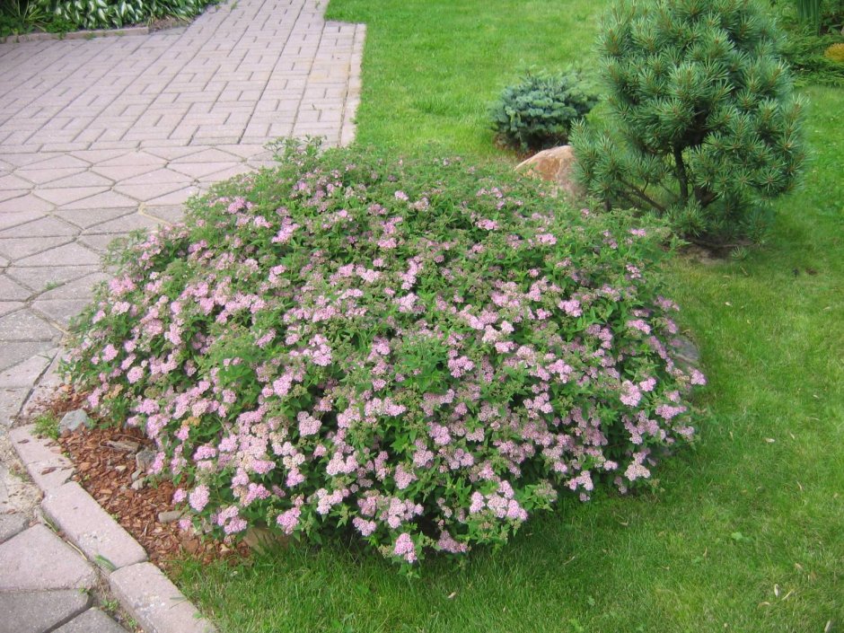 Спирея Грефшейм бордюр