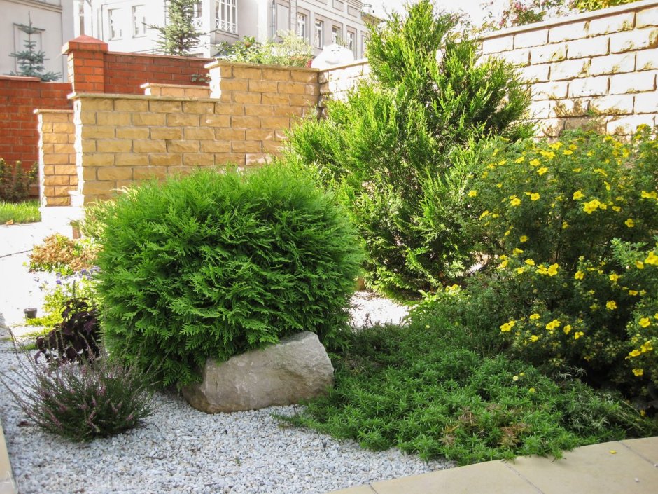 Лапчатка Абботсвуд изгородь