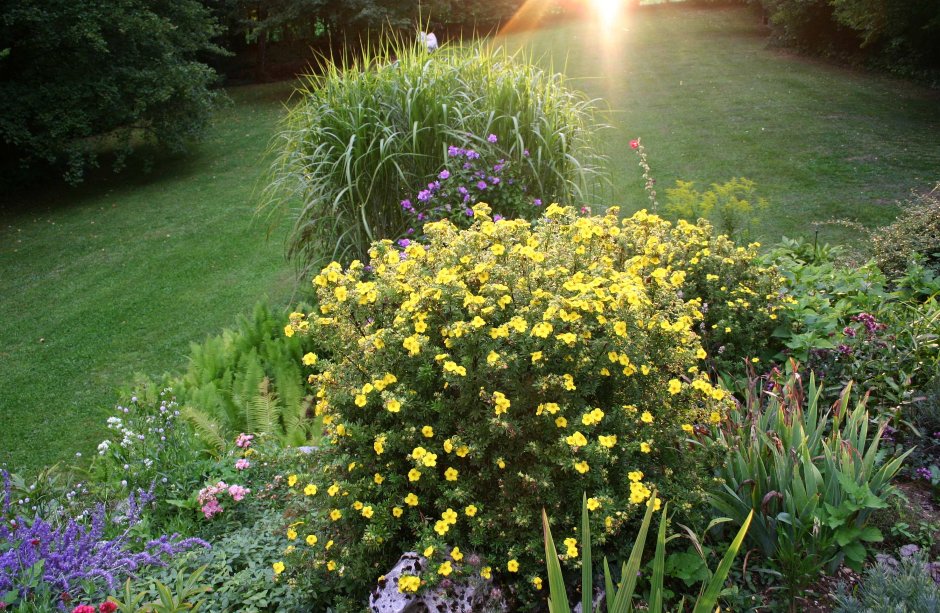 Лапчатка Живая изгородь