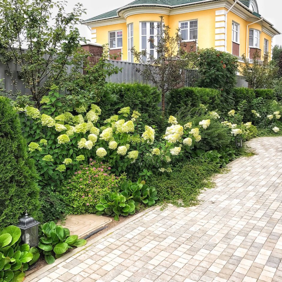 Мульчирование приствольного круга туи