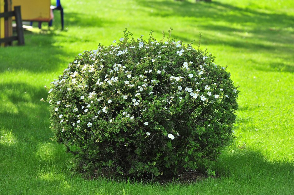 Рабатка Тунберга