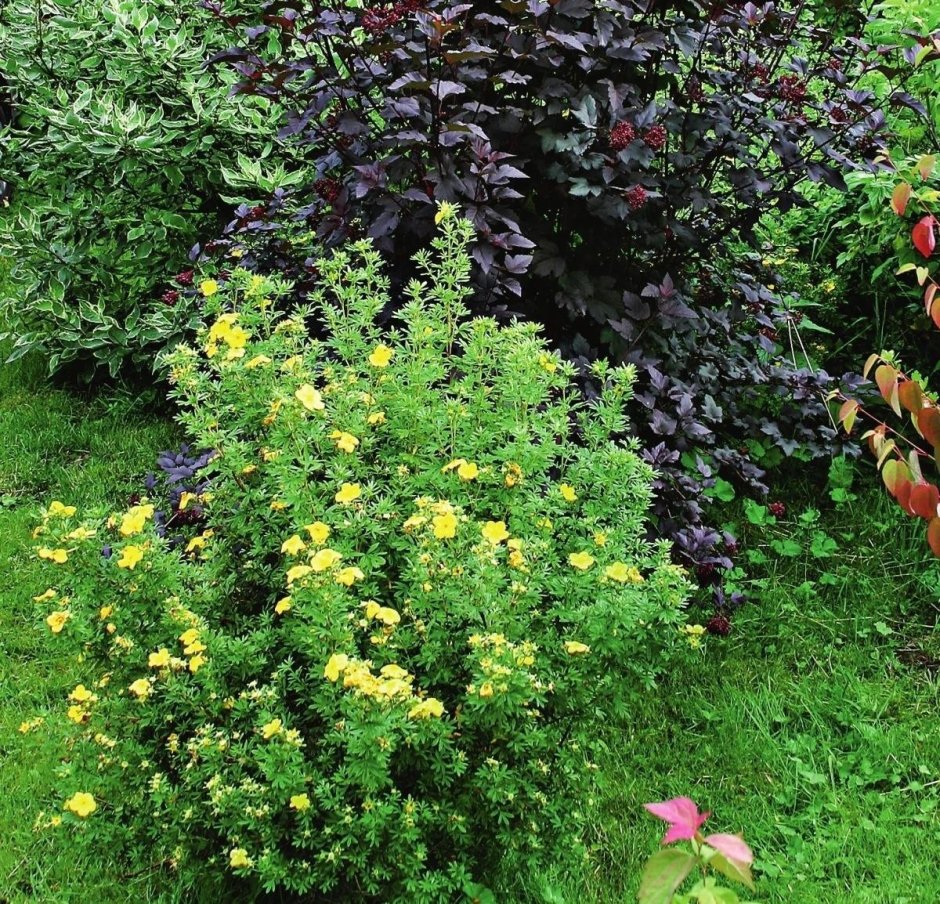 Форзиция спирея Барбарис