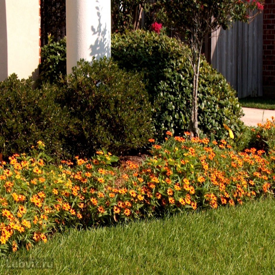 Лапчатка на альпийской Горке