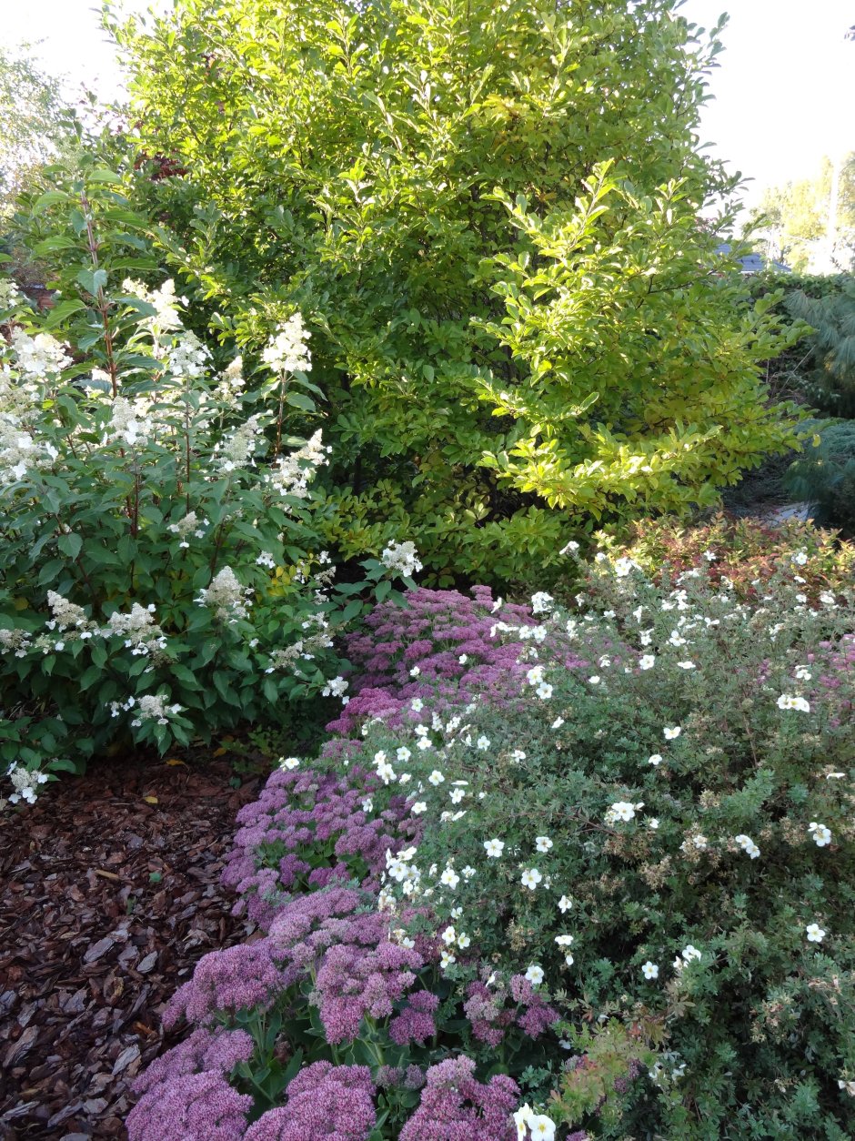 Лапчатка кустарниковая манго танго