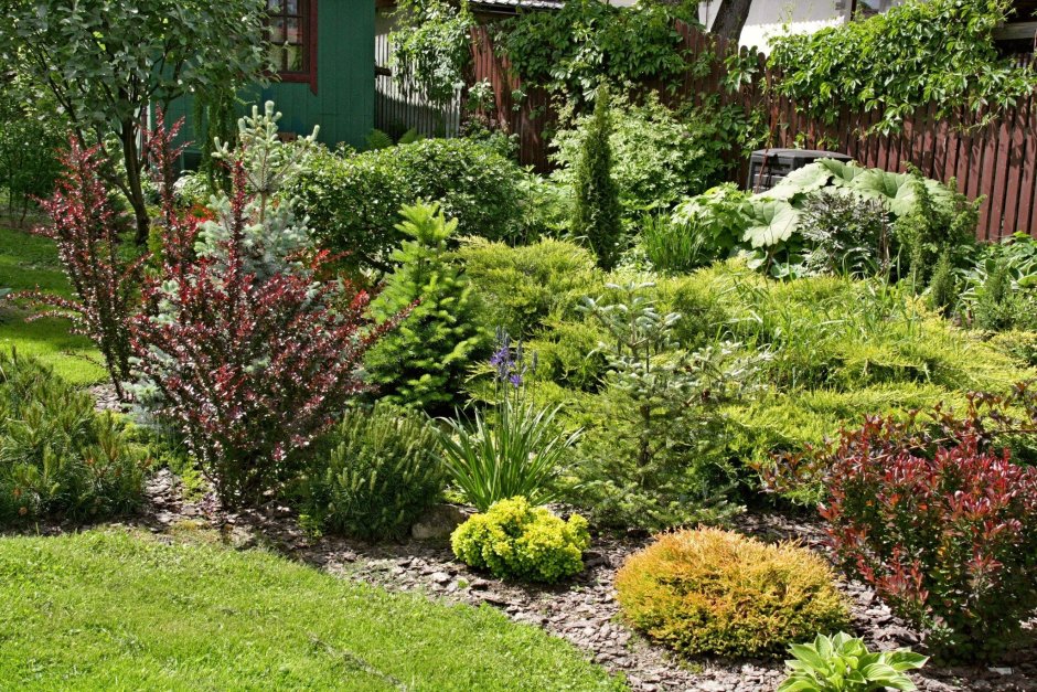 Барбарис, спирея, лапчатка