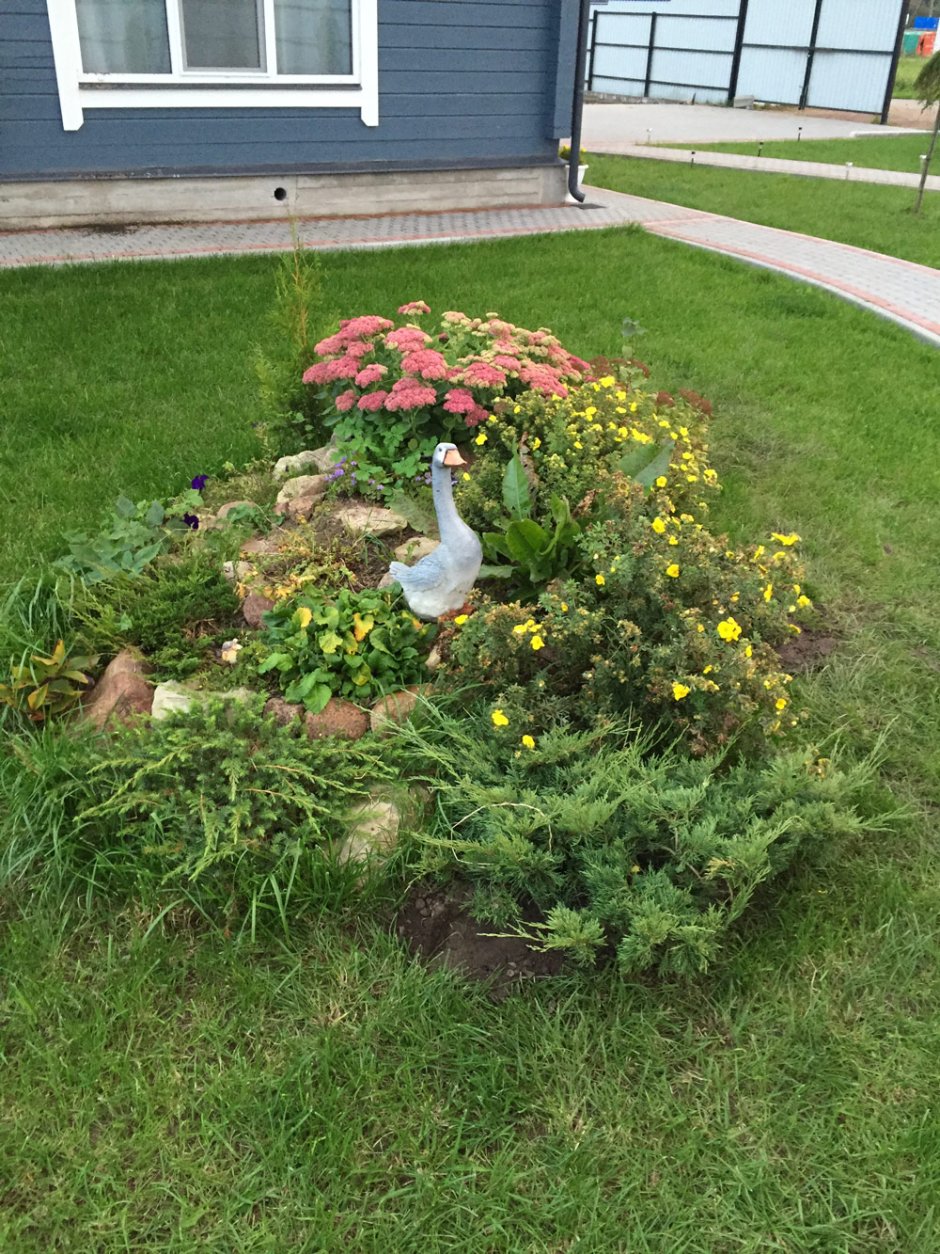 Азалия Живая изгородь