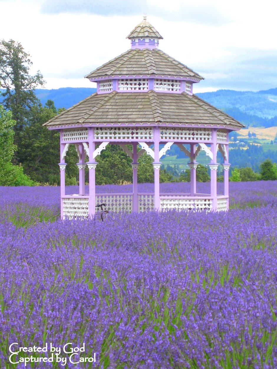 Лавандовая беседка
