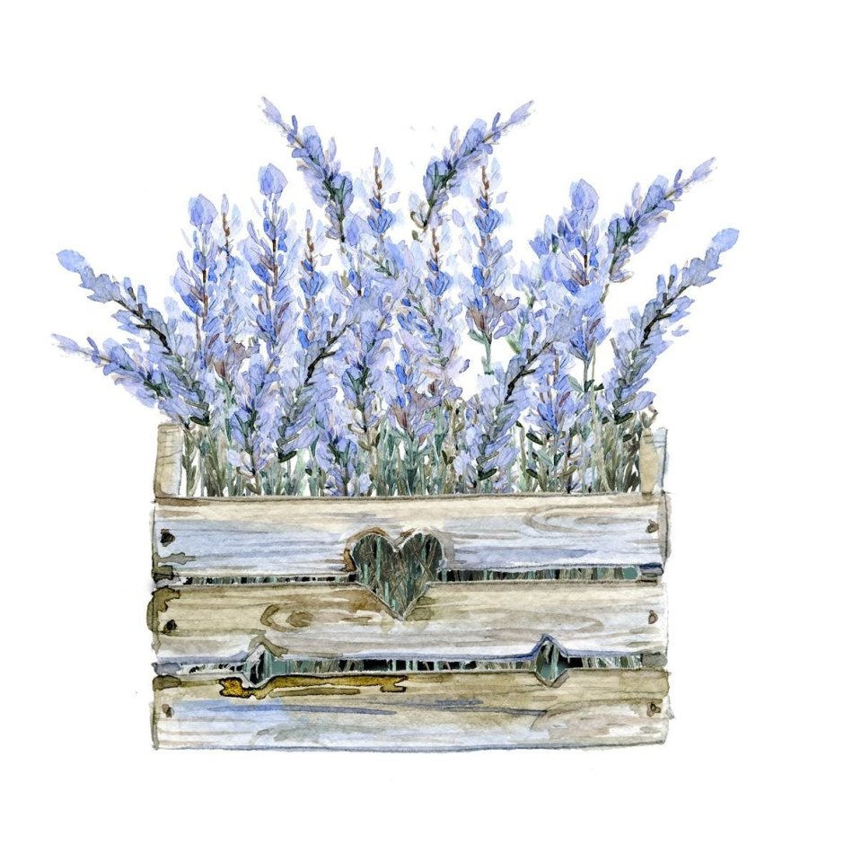 Лаванда Садовая