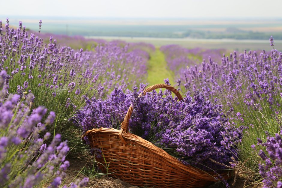 Лаванда Кастильяно фиолетовая
