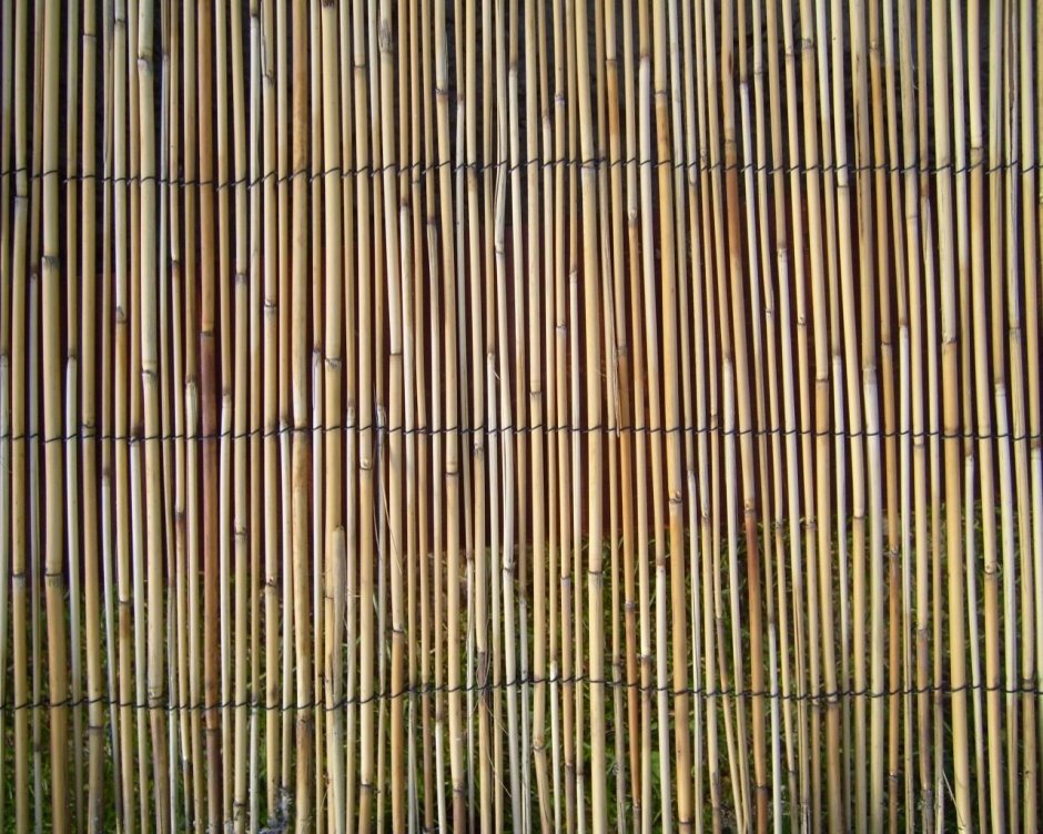 Тростник текстура