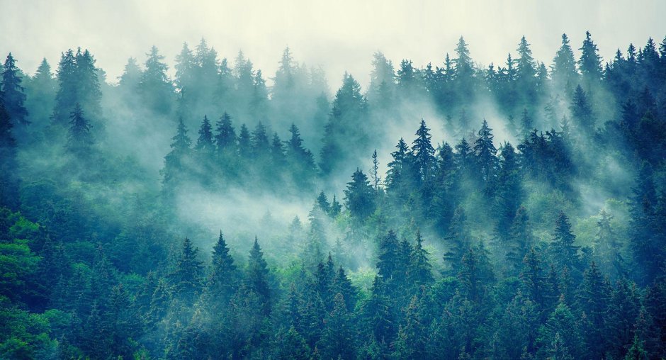 Лес в тумане