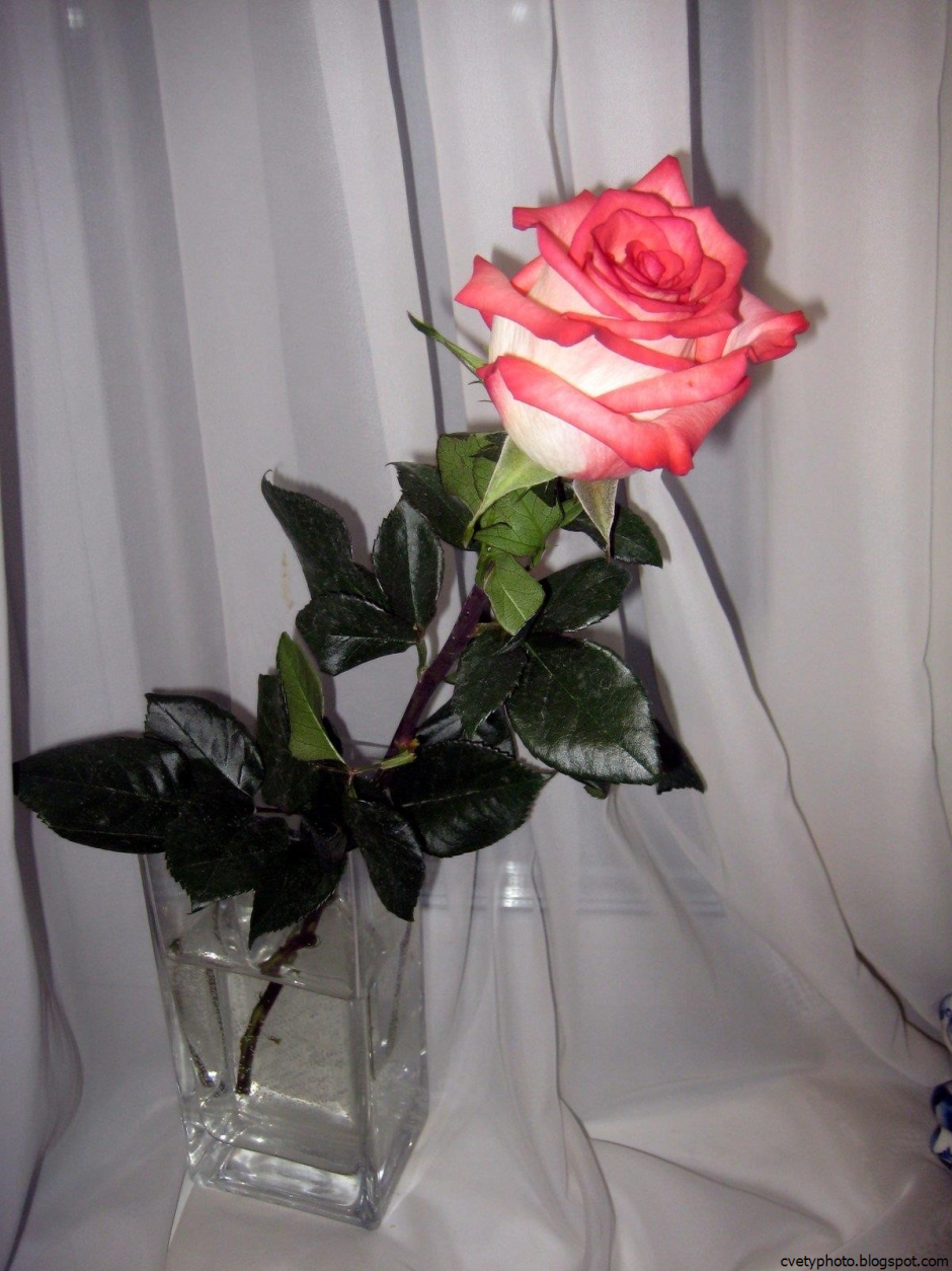 Розы в вазе