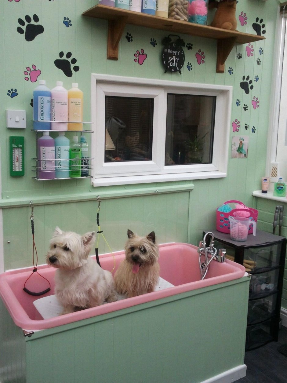 Салон для собак