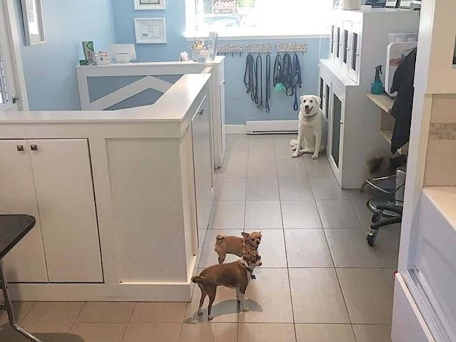 Груминг салон