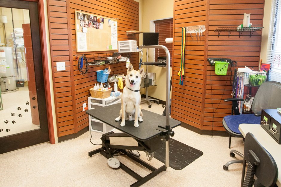 Груминг салон