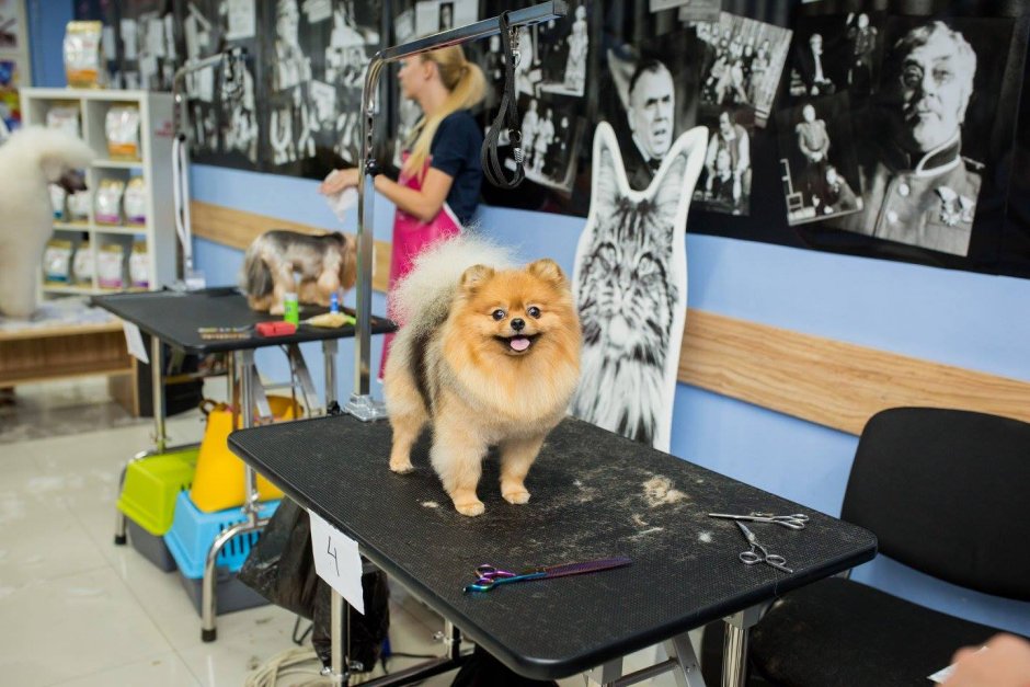 Груминг студия